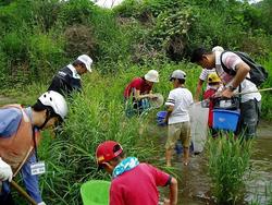 三春ダムに流れて来る大滝根川（柴原）に住む、水生生物を観察しました。<br />そっと川を見てみると魚たちが泳いでいる姿が見えました。<br />網を片手に水草の辺りを足でガサガサしてみるとコオニヤンマやオニヤンマなどのヤゴやドジョウ、トウヨシノボリなどの魚を捕ることができました。<br />漁協の方にも協力していただき投網でオイカワやハヤなどを捕っていただきました。産卵期のオイカワはきれいな青とオレンジ色をしていました。<br />最後に大滝根川に住んでいる水生生物の特徴や今日捕った魚やヤゴなどの飼い方などをインストラクターの先生から教えていただきました。