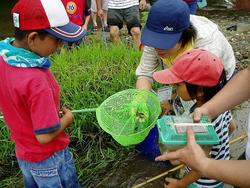 三春ダムに流れて来る大滝根川（柴原）に住む、水生生物を観察しました。<br />そっと川を見てみると魚たちが泳いでいる姿が見えました。<br />網を片手に水草の辺りを足でガサガサしてみるとコオニヤンマやオニヤンマなどのヤゴやドジョウ、トウヨシノボリなどの魚を捕ることができました。<br />漁協の方にも協力していただき投網でオイカワやハヤなどを捕っていただきました。産卵期のオイカワはきれいな青とオレンジ色をしていました。<br />最後に大滝根川に住んでいる水生生物の特徴や今日捕った魚やヤゴなどの飼い方などをインストラクターの先生から教えていただきました。